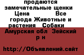 продаются замечательные щенки › Цена ­ 10 000 - Все города Животные и растения » Собаки   . Амурская обл.,Зейский р-н